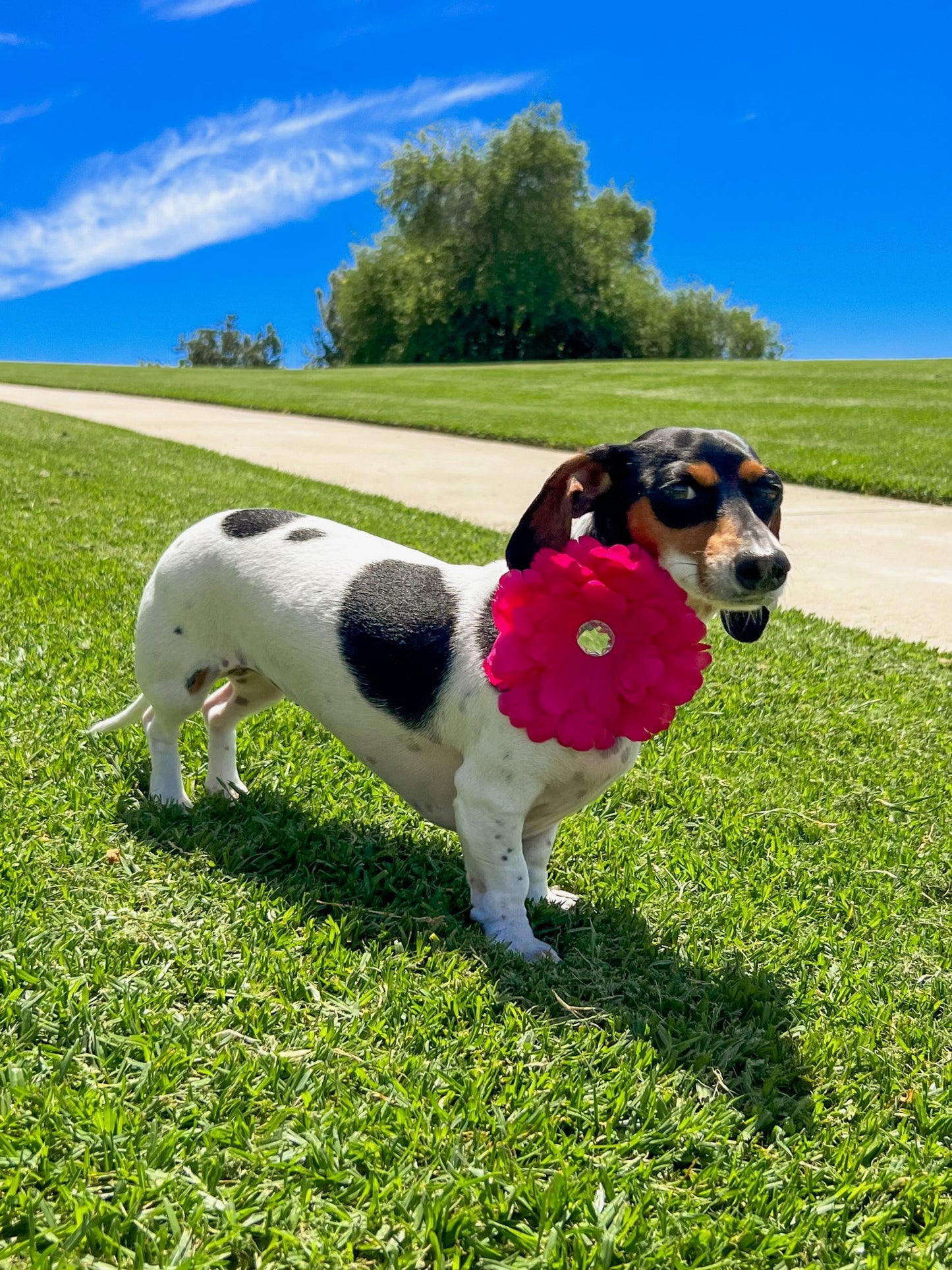 daisy flower dog cat bow on velcro collar attachment